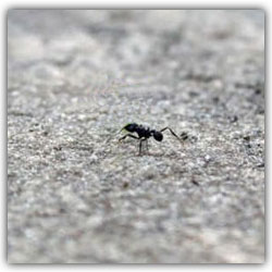 Притча о мудром муравье
